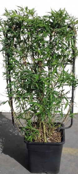 PHYLLOSTACHYS En pot forme espalier hauteur