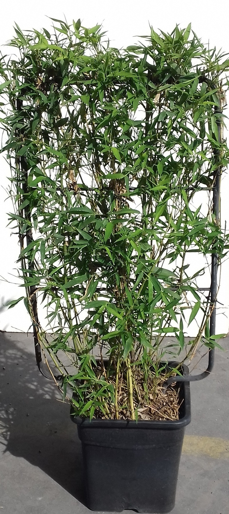 PHYLLOSTACHYS En pot forme espalier hauteur