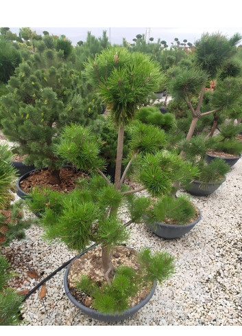 PINUS nigra ssp. nigra En pot forme pompons