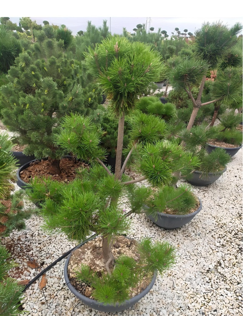 PINUS nigra ssp. nigra En pot forme pompons