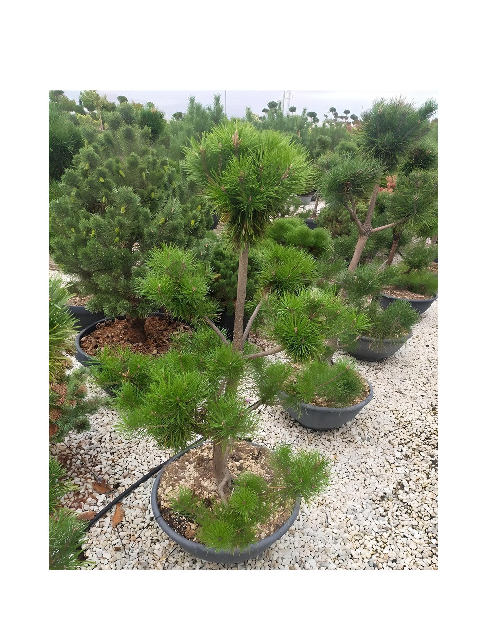 PINUS nigra ssp. nigra En pot forme pompons
