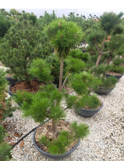 PINUS nigra ssp. nigra En pot forme pompons