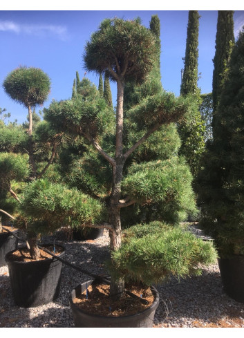PINUS sylvestris En pot forme pompons