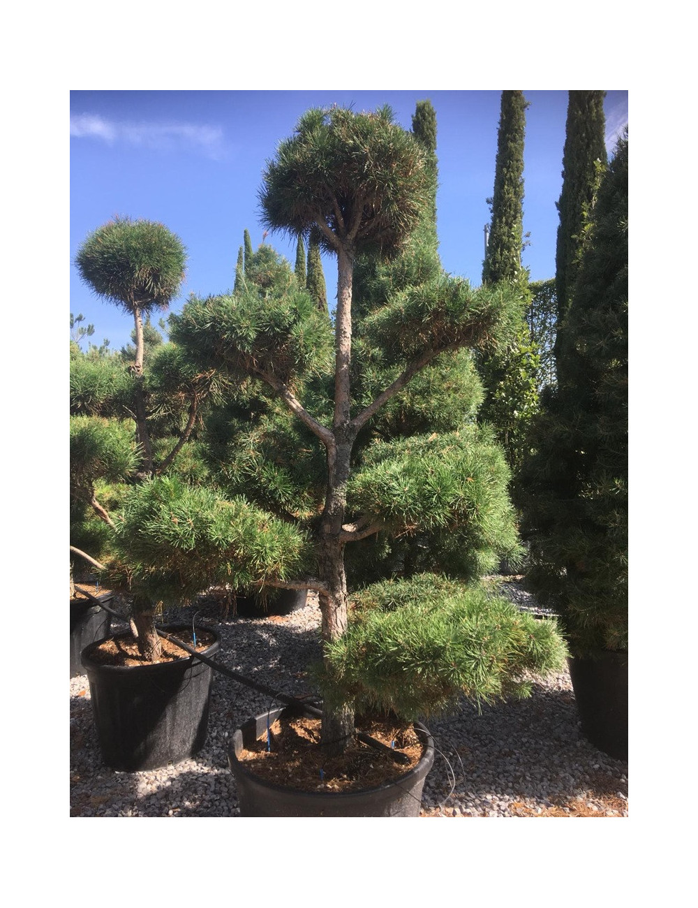 PINUS sylvestris En pot forme pompons