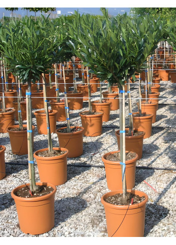 PRUNUS laurocerasus OTTO LUYKEN En pot forme tige hauteur du tronc 090-110 cm