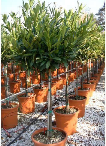 PRUNUS laurocerasus OTTO LUYKEN En pot forme tige hauteur du tronc 090-110 cm