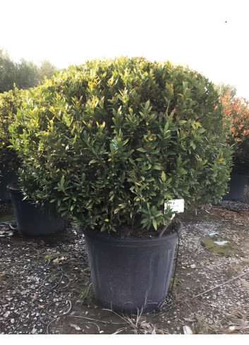 PRUNUS laurocerasus OTTO LUYKEN En pot forme boule