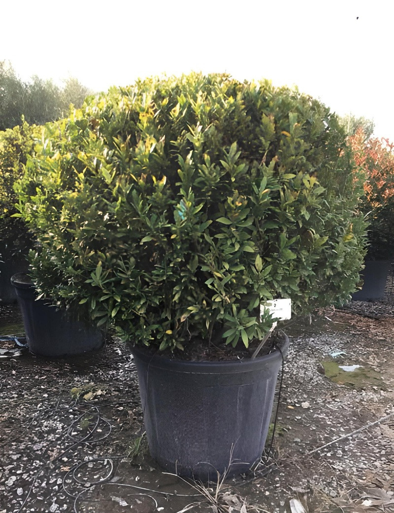 PRUNUS laurocerasus OTTO LUYKEN En pot forme boule PRUNUS laurocerasus OTTO LUYKEN En pot forme boule