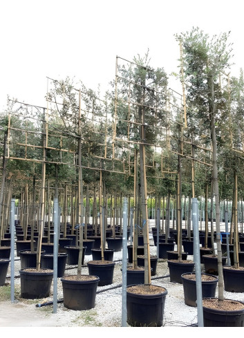 QUERCUS ilex En pot forme rideau sur tige hauteur du tronc 190-210 cm