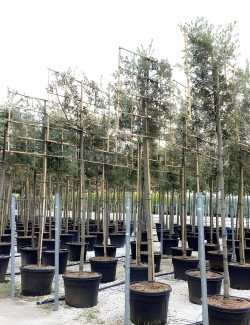 QUERCUS ilex En pot forme rideau sur tige hauteur du tronc 190-210 cm