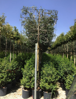 QUERCUS ilex En pot forme rideau sur tige hauteur du tronc 190-210 cm