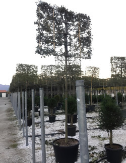 QUERCUS ilex En pot forme rideau sur tige hauteur du tronc 190-210 cm