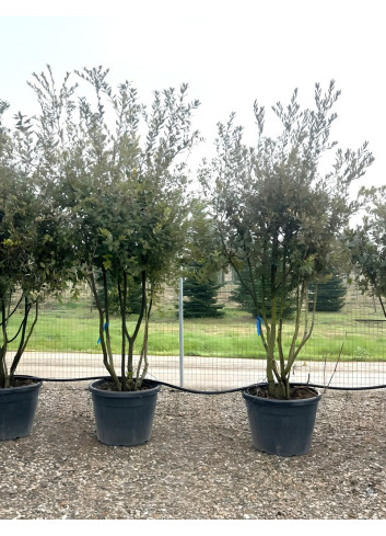 QUERCUS ilex En pot cépée remontée