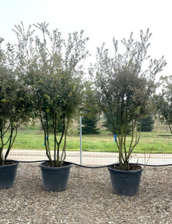 QUERCUS ilex En pot cépée remontée