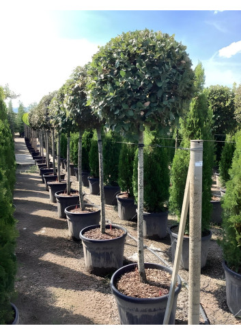 QUERCUS ilex En pot forme tige hauteur du tronc 110-130 cm