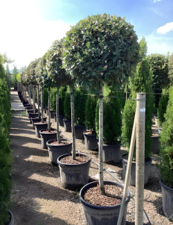 QUERCUS ilex En pot forme tige hauteur du tronc 110-130 cm