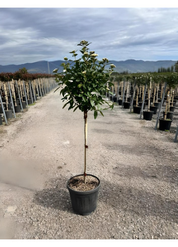 VIBURNUM tinus EVE PRICE En pot forme tige hauteur du tronc 090-110 cm