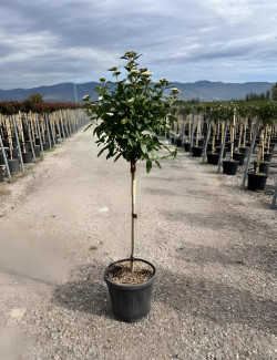 VIBURNUM tinus EVE PRICE En pot forme tige hauteur du tronc 090-110 cm