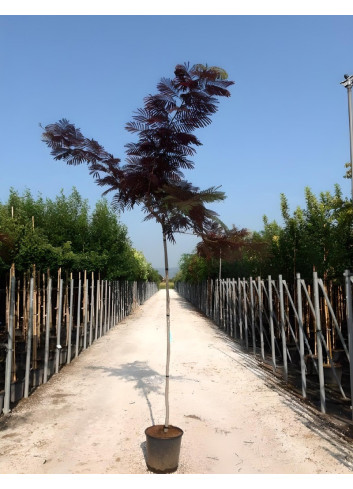 ALBIZIA julibrissin SUMMER CHOCOLATE En pot 30-35 litres tige hauteur du tronc 190-210 cm circonférence du tronc 08-10 cm