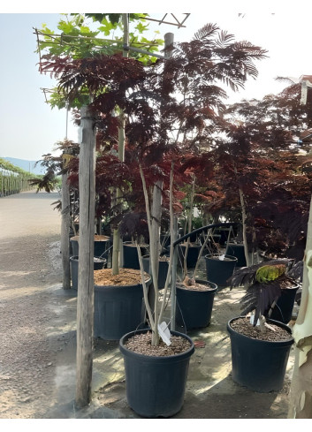 ALBIZIA julibrissin SUMMER CHOCOLATE En pot de 30-35 litres forme buisson
