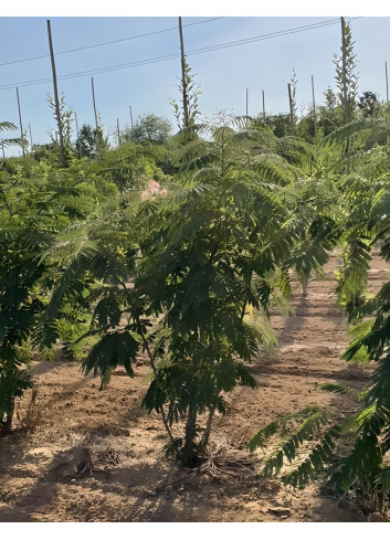 ALBIZIA julibrissin OMBRELLA Motte cépée hauteur 200-250 cm