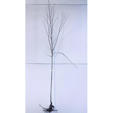 ACER pseudoplatanus En racines nues tige hauteur du tronc 190-210 cm circonférence du tronc 10-12 cm