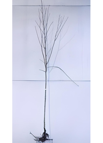 ACER pseudoplatanus En racines nues tige hauteur du tronc 190-210 cm circonférence du tronc 10-12 cm