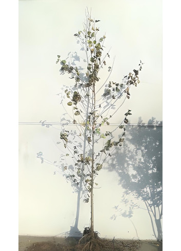 ALNUS cordata En racines nues tige hauteur du tronc 190-210 cm circonférence du tronc 10-12 cm
