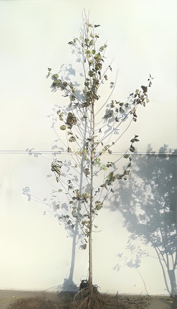 ALNUS cordata En racines nues tige hauteur du tronc 190-210 cm circonférence du tronc 10-12 cm