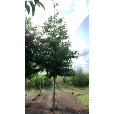 ALNUS spaethii Motte tige hauteur du tronc 190-210 cm circonférence du tronc 16-18 cm