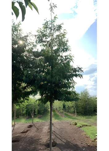 ALNUS spaethii Motte tige hauteur du tronc 190-210 cm circonférence du tronc 16-18 cm