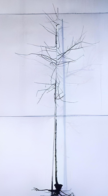 AMELANCHIER lamarckii En racines nues tige hauteur du tronc 190-210 cm circonférence du tronc 08-10 cm