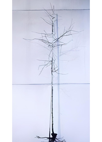 AMELANCHIER lamarckii En racines nues tige hauteur du tronc 190-210 cm circonférence du tronc 08-10 cm