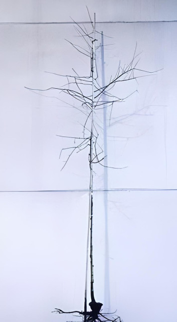 AMELANCHIER lamarckii En racines nues tige hauteur du tronc 190-210 cm circonférence du tronc 08-10 cm