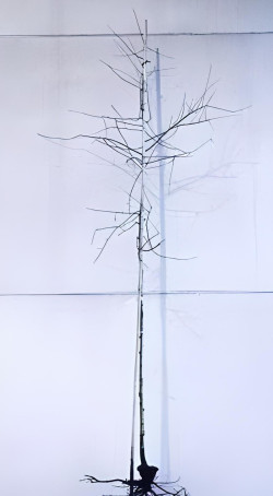 AMELANCHIER lamarckii En racines nues tige hauteur du tronc 190-210 cm circonférence du tronc 08-10 cm