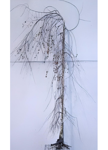 BETULA verrucosa YOUNGII En racines nues tige branchue de la base de la base circonférence du tronc 08-10 cm