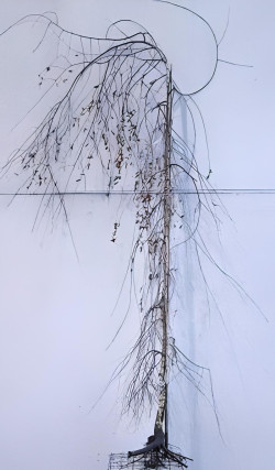 BETULA verrucosa YOUNGII En racines nues tige branchue de la base de la base circonférence du tronc 08-10 cm