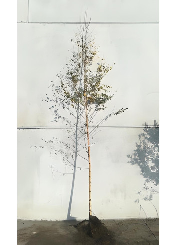 BETULA verrucosa ou pendula En racines nues tige branchue de la base de la base circonférence du tronc 10-12 cm