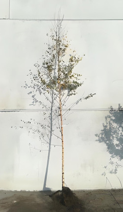 BETULA verrucosa ou pendula En racines nues tige branchue de la base de la base circonférence du tronc 10-12 cm