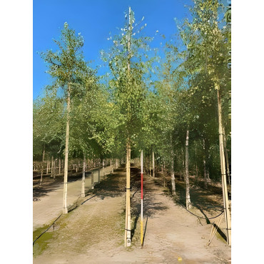 BETULA verrucosa ou pendula Motte tige hauteur du tronc 190-210 cm circonférence du tronc 16-18 cm