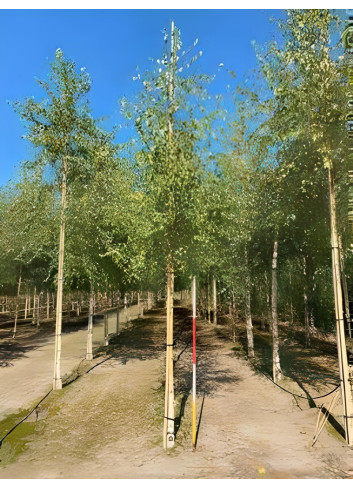 BETULA verrucosa ou pendula Motte tige hauteur du tronc 190-210 cm circonférence du tronc 16-18 cm