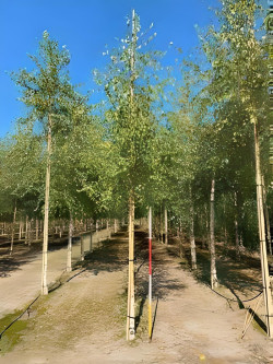 BETULA verrucosa ou pendula Motte tige hauteur du tronc 190-210 cm circonférence du tronc 16-18 cm