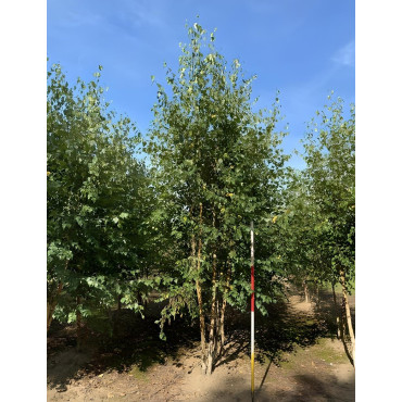 BETULA verrucosa ou pendula Motte cépée hauteur 300-350 cm