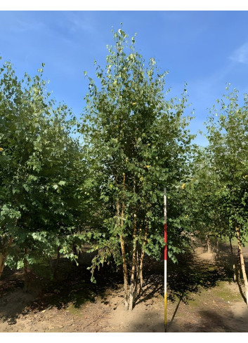 BETULA verrucosa ou pendula Motte cépée hauteur 300-350 cm