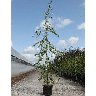 BETULA verrucosa YOUNGII En pot de 12-15 litres baliveau hauteur 150-175 cm
