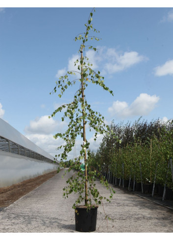 BETULA verrucosa YOUNGII En pot de 12-15 litres baliveau hauteur 150-175 cm