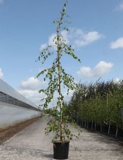 BETULA verrucosa YOUNGII En pot de 12-15 litres baliveau hauteur 150-175 cm