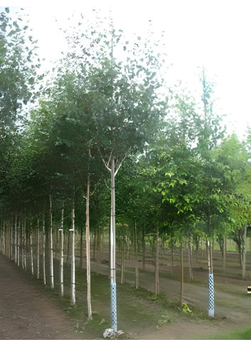 BETULA utilis Motte tige hauteur du tronc 190-210 cm circonférence du tronc 16-18 cm