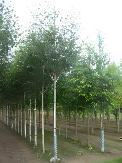 BETULA utilis Motte tige hauteur du tronc 190-210 cm circonférence du tronc 16-18 cm