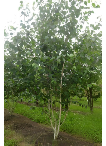 BETULA utilis Motte cépée hauteur 250-300 cm